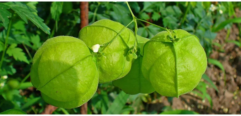 cardiospermum halicacabum