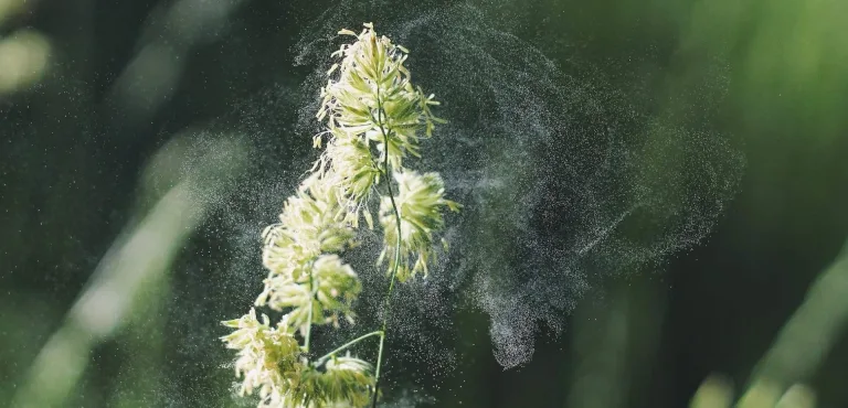 allergia stagionale