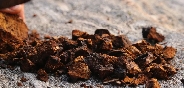 fungo chaga