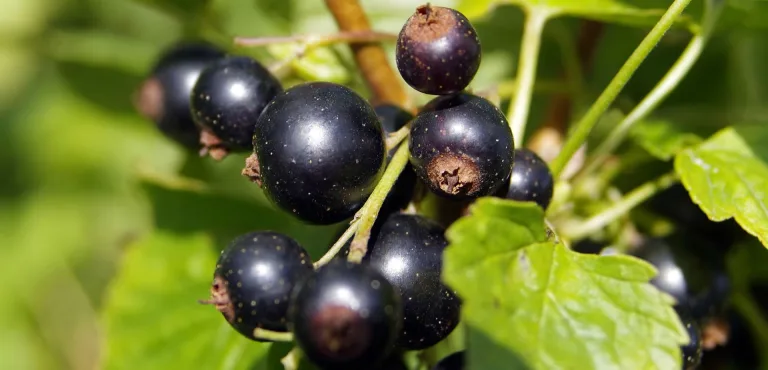 ribes nero