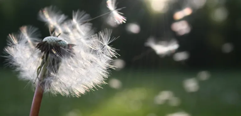 allergie stagionali