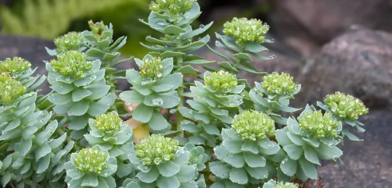 Rhodiola Rosea benefici