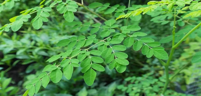 moringa