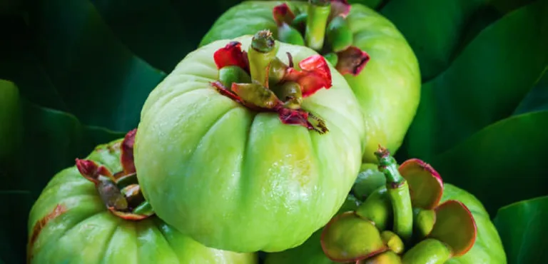 Garcinia