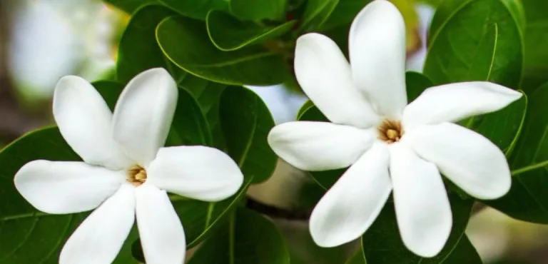 Monoi di Tahiti