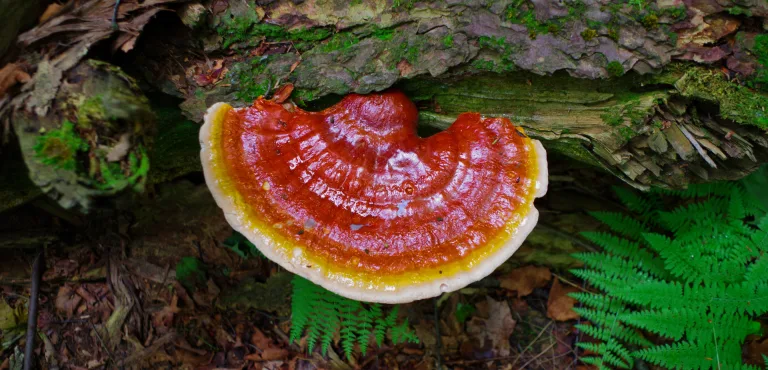 ganoderma lucidum