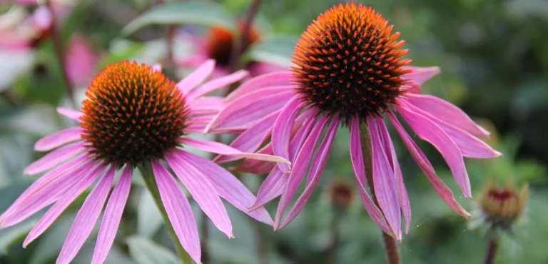 echinacea a cosa serve
