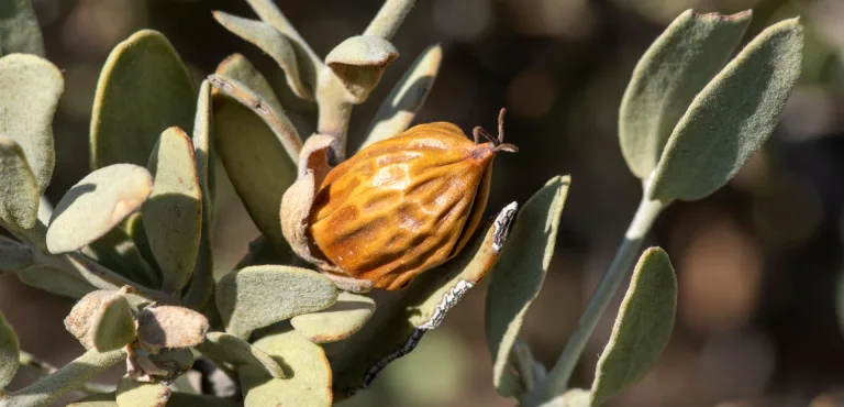 olio di jojoba naturetica