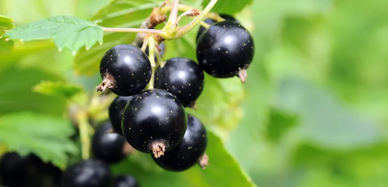 ribes nero naturetica