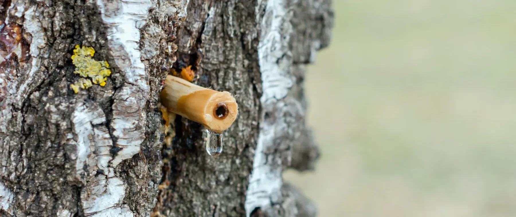 linfa di betulla naturetica