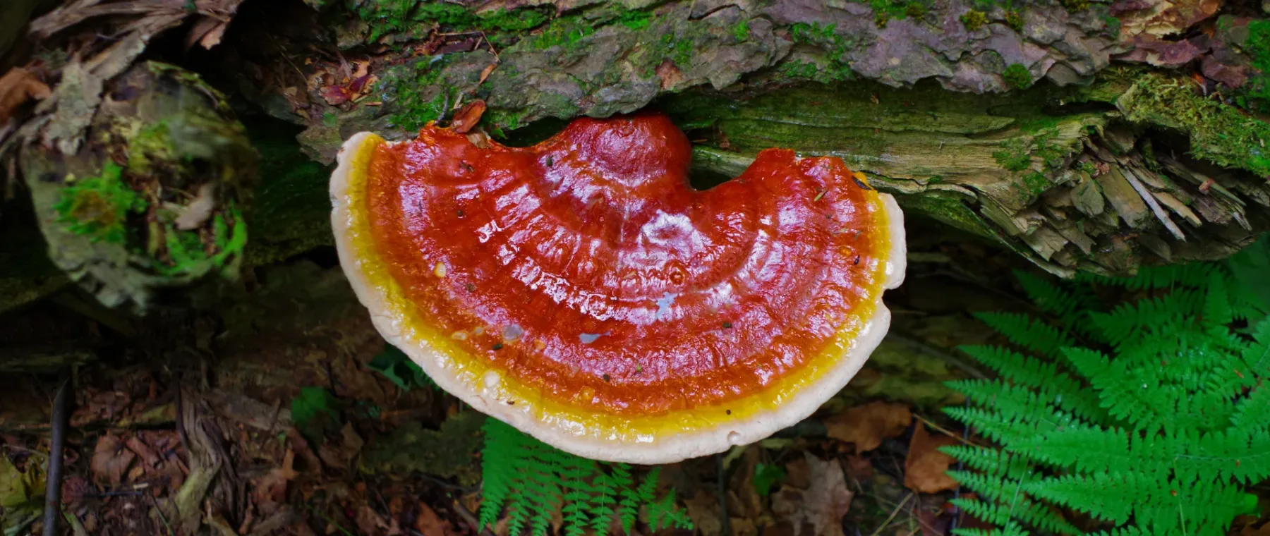 ganoderma lucidum