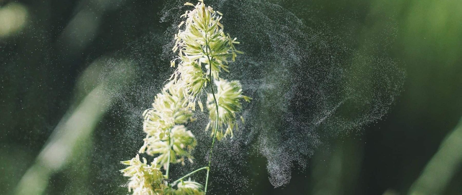 seasonal allergy
