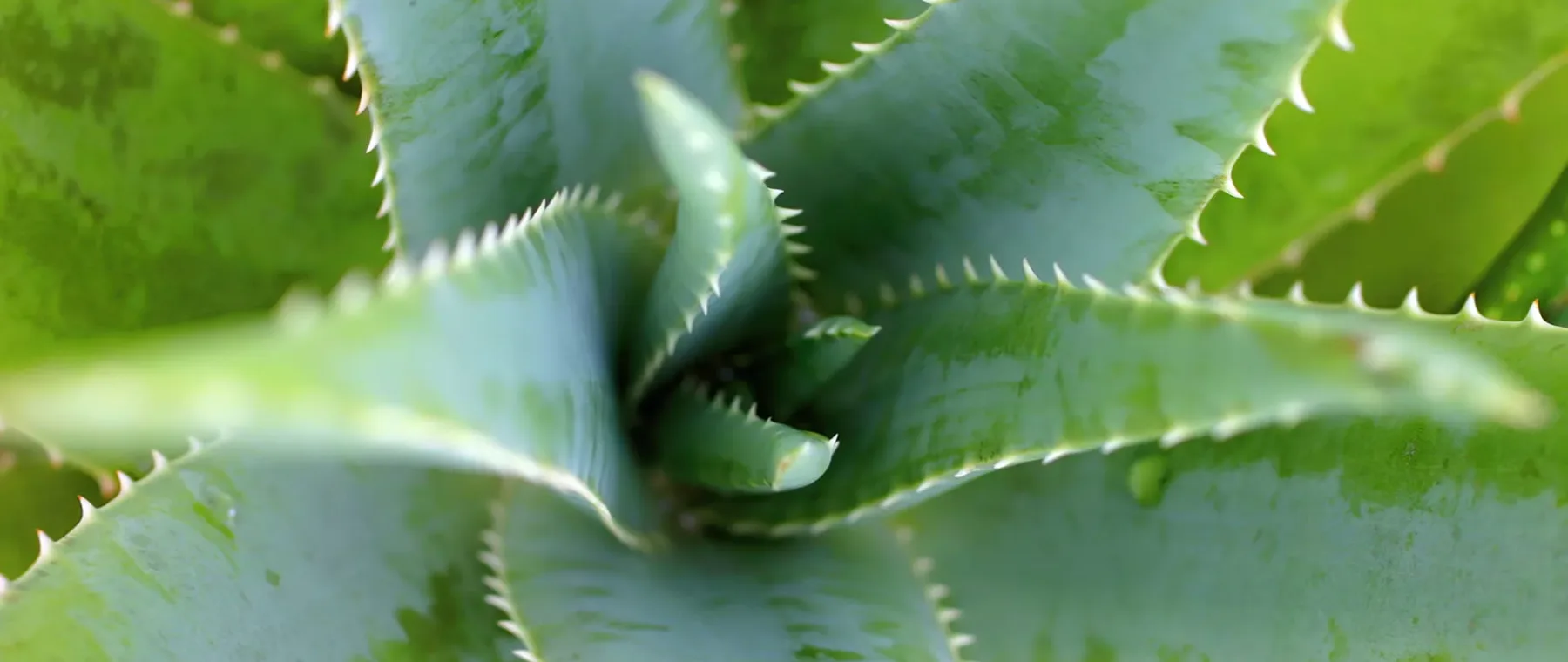 aloe