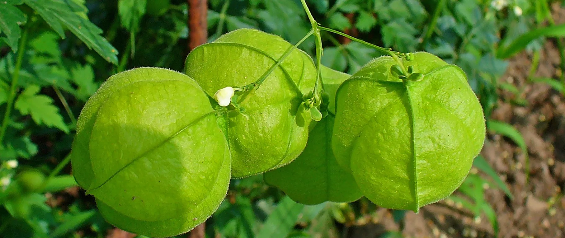 cardiospermum halicacabum