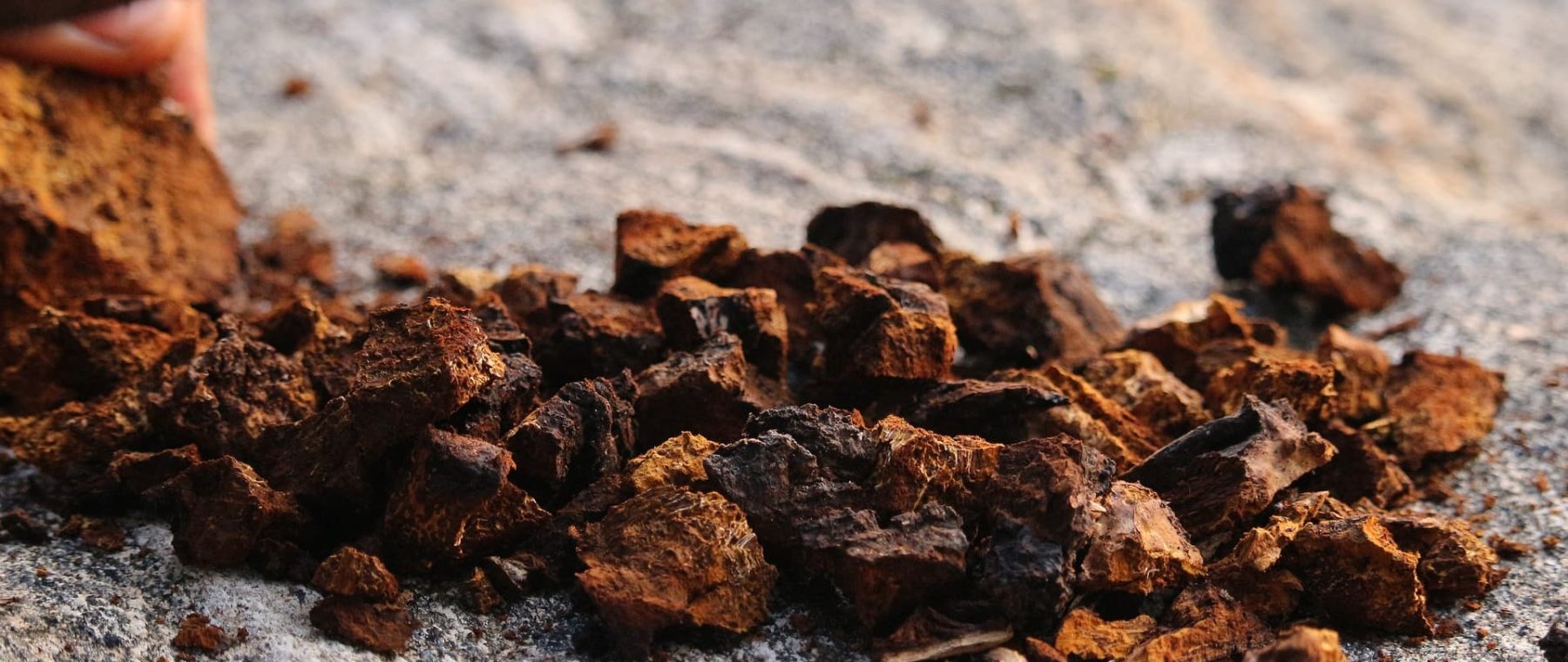fungo chaga