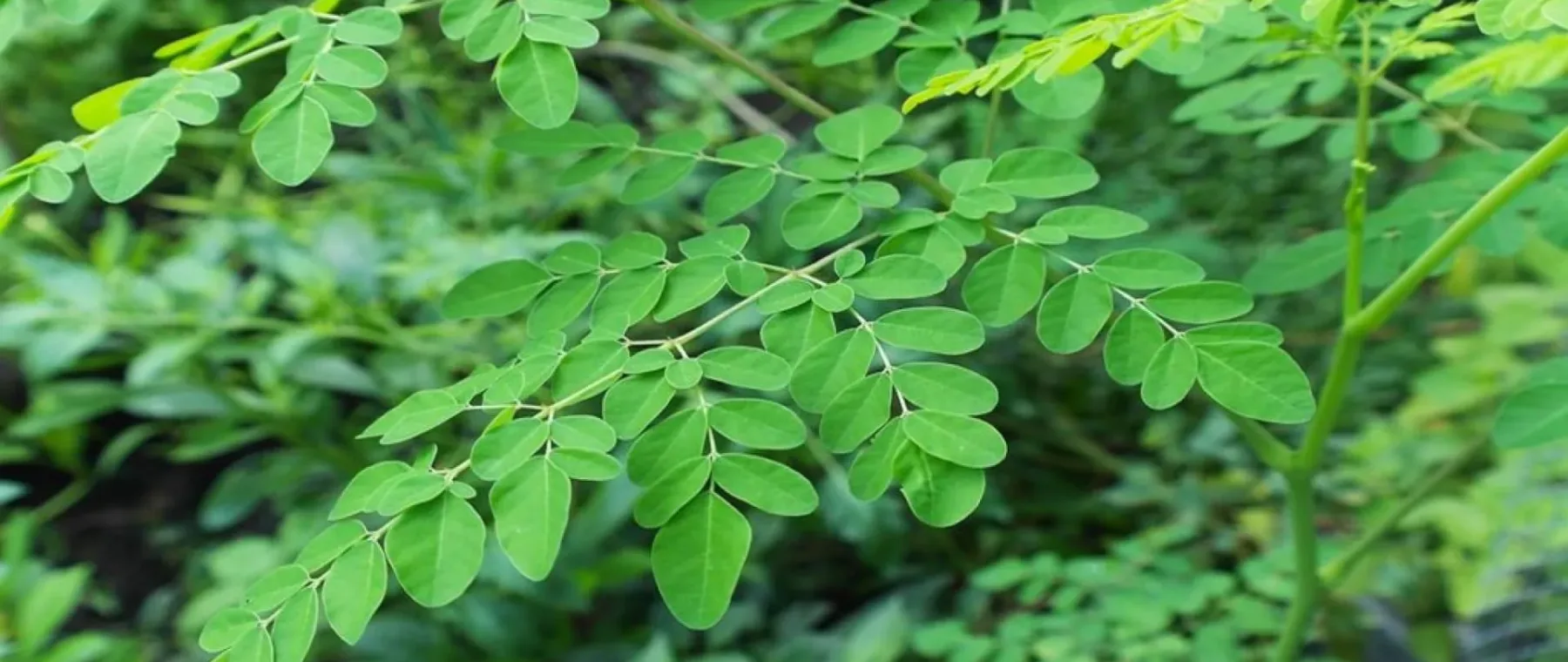 moringa