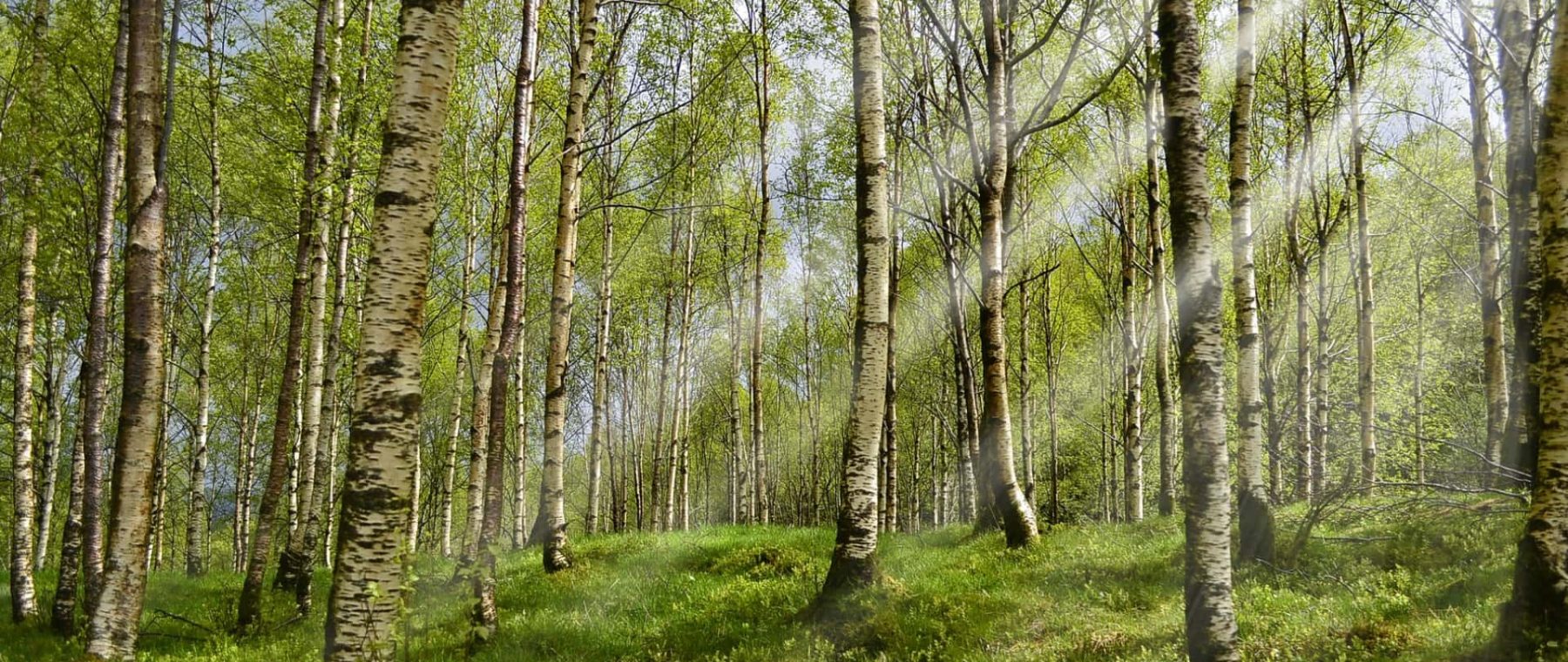 birch sap