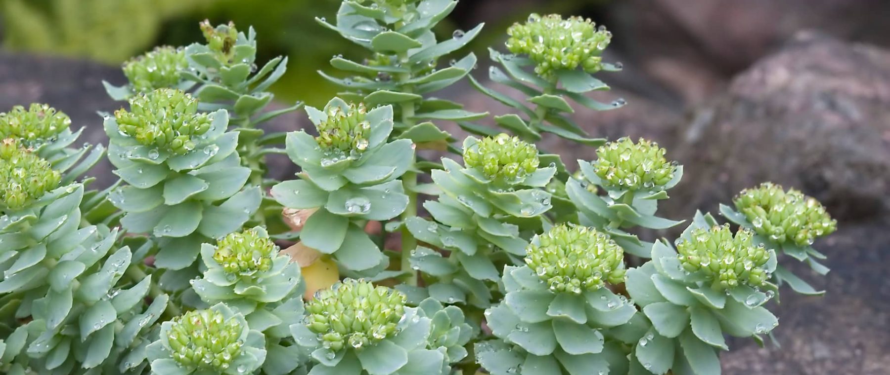 Rhodiola Rosea benefits