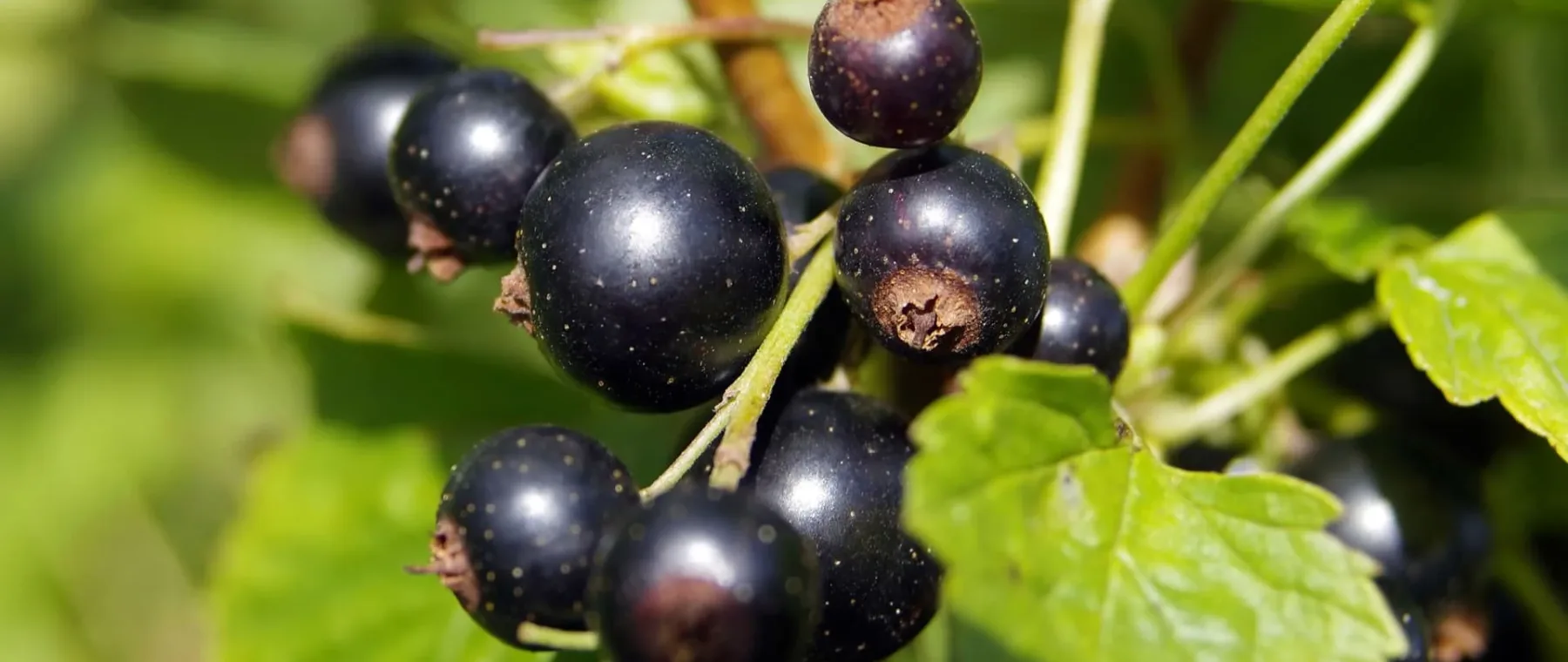 ribes nero